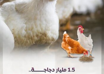 صناعة الدواجن توفر أكثر من 3.5 ملايين فرصة عمل