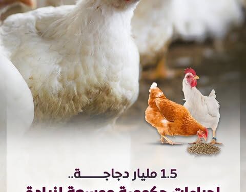صناعة الدواجن توفر أكثر من 3.5 ملايين فرصة عمل
