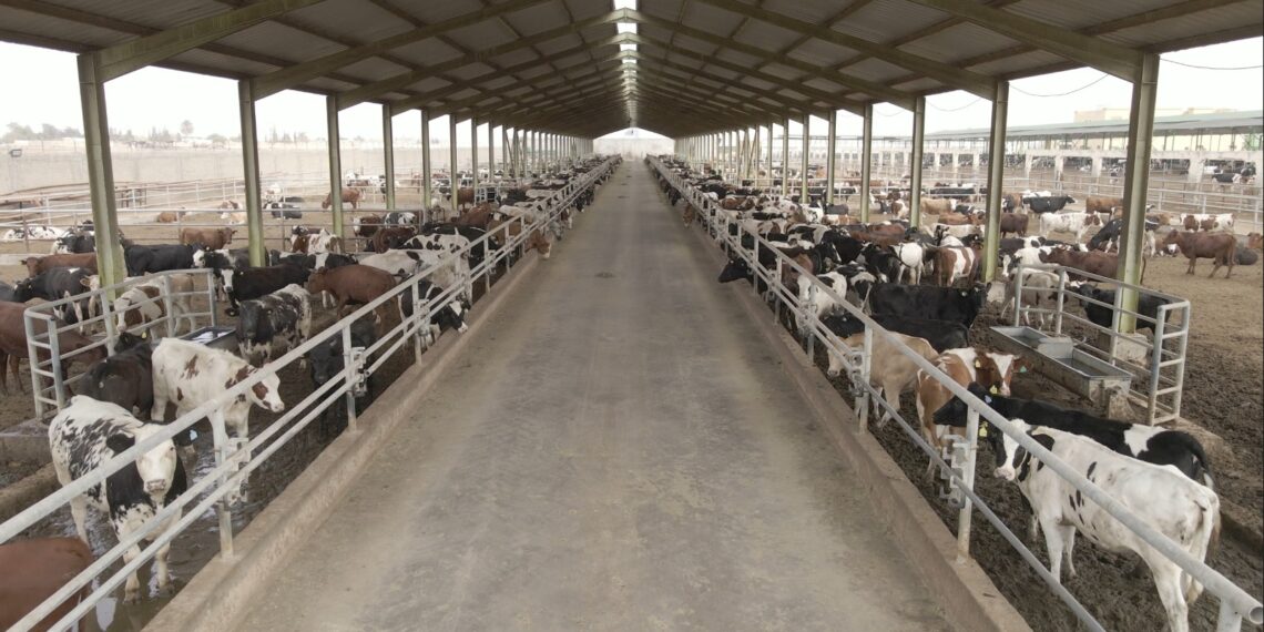 إطلاق برنامج بنك الطعام المصري لصك الأضحية للعام العشرين على التوالي