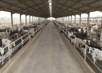 إطلاق برنامج بنك الطعام المصري لصك الأضحية للعام العشرين على التوالي