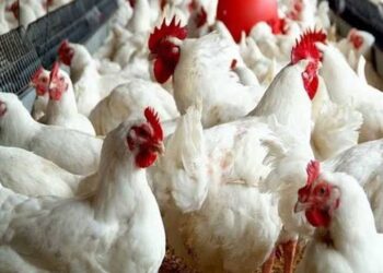 أسعار الدواجن اليوم الأربعاء تشكل صورة واقعية للعرض والطلب