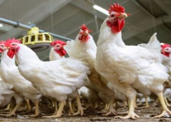 الصناعة الوطنية لمنتجات الدواجن وبيض المائدة