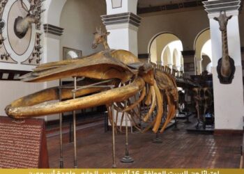 وزارة الزراعة تفتتح المتحف الزراعي المصري افتتاح تجريبي مجانا للجمهور ابتداءا من يوم السبت القادم ولمدة اسبوعين