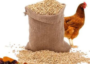 أسعار الأعلاف الحيوانية اليوم الإثنين.. استقرار وترقب في سوق المدخلات الزراعية