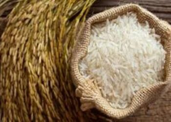 سعر الأرز الشعير الآن 2025