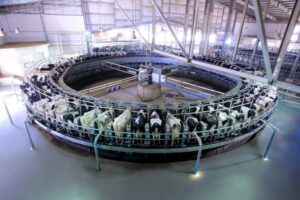 تطوير منظومة الحلب بمزارع انماء التابعة لجهينة