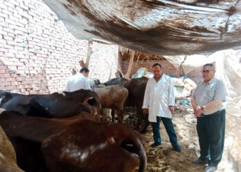 الحملة القومية لتحصين الماشية ضد الحمى القلاعية