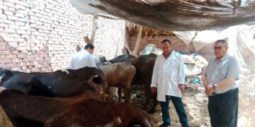 الحملة القومية لتحصين الماشية ضد الحمى القلاعية