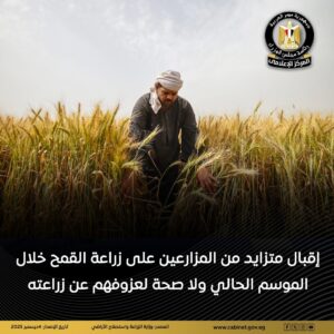 زراعة القمح