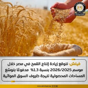 نمو متوقع سيشهده إنتاج القمح في الموسم المقبل