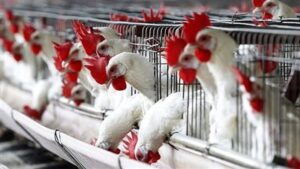 أسواق الدواجن