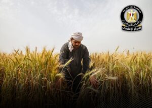 زراعة القمح