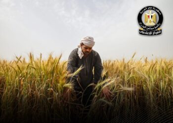 زراعة القمح