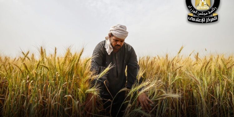 زراعة القمح