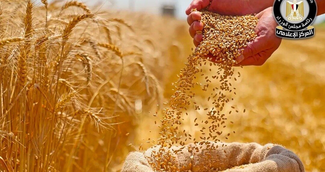 نمو متوقع سيشهده إنتاج القمح في الموسم المقبل