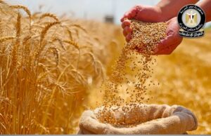 نمو متوقع سيشهده إنتاج القمح في الموسم المقبل