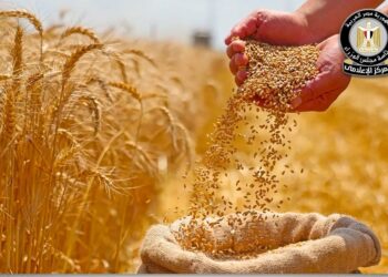 نمو متوقع سيشهده إنتاج القمح في الموسم المقبل