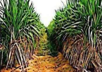 1.1 مليون فدان المساحة المزروعة بمحافظة قنا