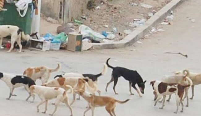 تحصين 121 ألف كلب خلال عام 2025 .. وتعقيم 8311 خلال العام نفسه