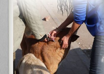 الحملة القومية لتعقيم وتحصين الكلاب الحرة