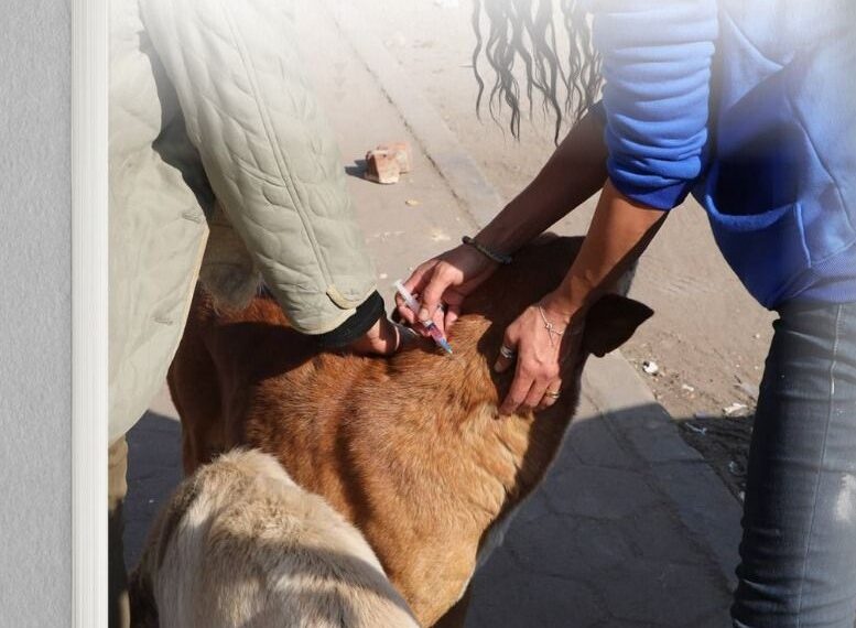 الحملة القومية لتعقيم وتحصين الكلاب الحرة