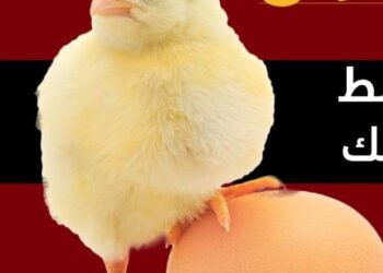 زيادة أسعار الكتاكيت ليس لها مبرر واضح