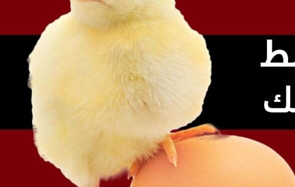 زيادة أسعار الكتاكيت ليس لها مبرر واضح