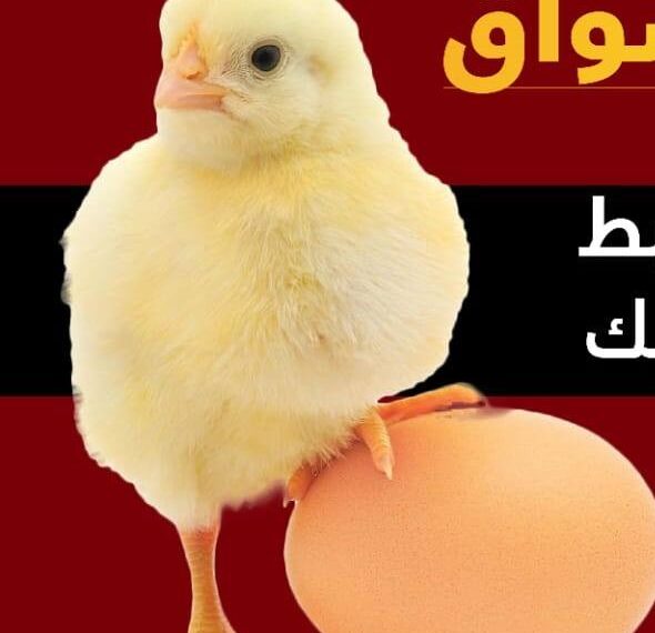 زيادة أسعار الكتاكيت ليس لها مبرر واضح