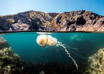 فيلم «المحيط مع ديفيد أتينبورو»