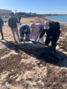 دفن الدرفيل النافق في رأس غارب 