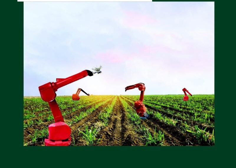 القطاع الزراعي يساهم في استقرار الأسعار