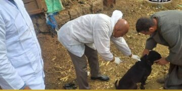 تحصين وتعقيم كلاب الشوارع