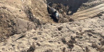 دفن الدرفيل النافق في رأس غارب