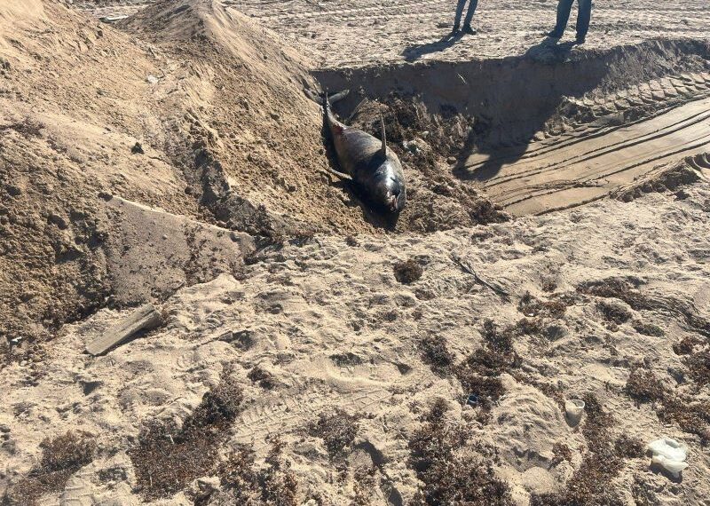 دفن الدرفيل النافق في رأس غارب