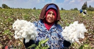 الانتهاء من تجهيز 79 ألف شيكارة من تقاوي القطن عالية الجودة