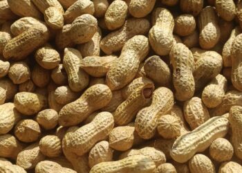 ارتفاع أسعار الفول السوداني في الأسواق مع بدء ايام عيد الفطر المبارك