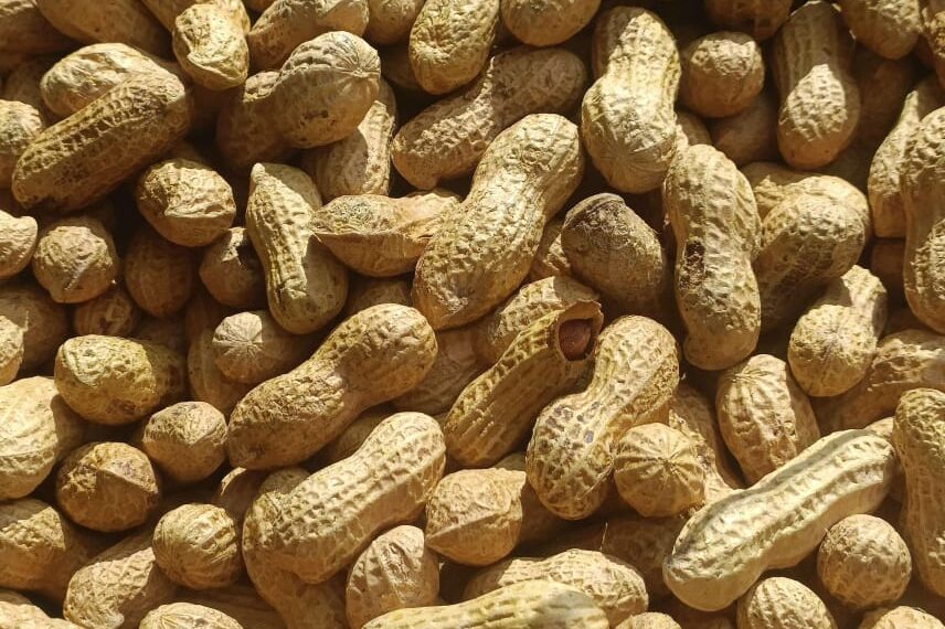 ارتفاع أسعار الفول السوداني في الأسواق مع بدء ايام عيد الفطر المبارك