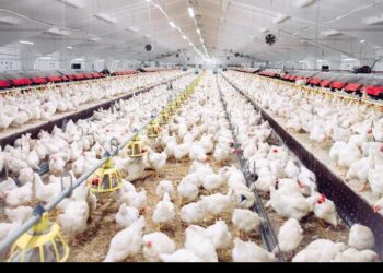 تراجع ملحوظ في أسعار الدواجن بالأسواق اليوم الجمعة