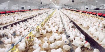 تراجع ملحوظ في أسعار الدواجن بالأسواق اليوم الجمعة