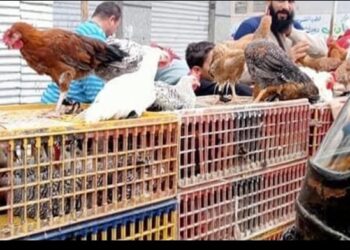 تراجع أسعار الفراخ والبط في الأسواق اليوم