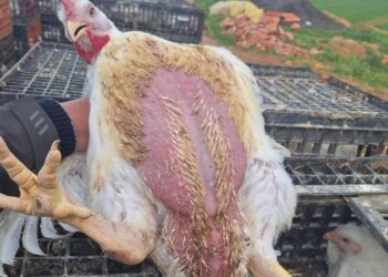 أسعار الدواجن