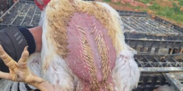 أسعار الدواجن