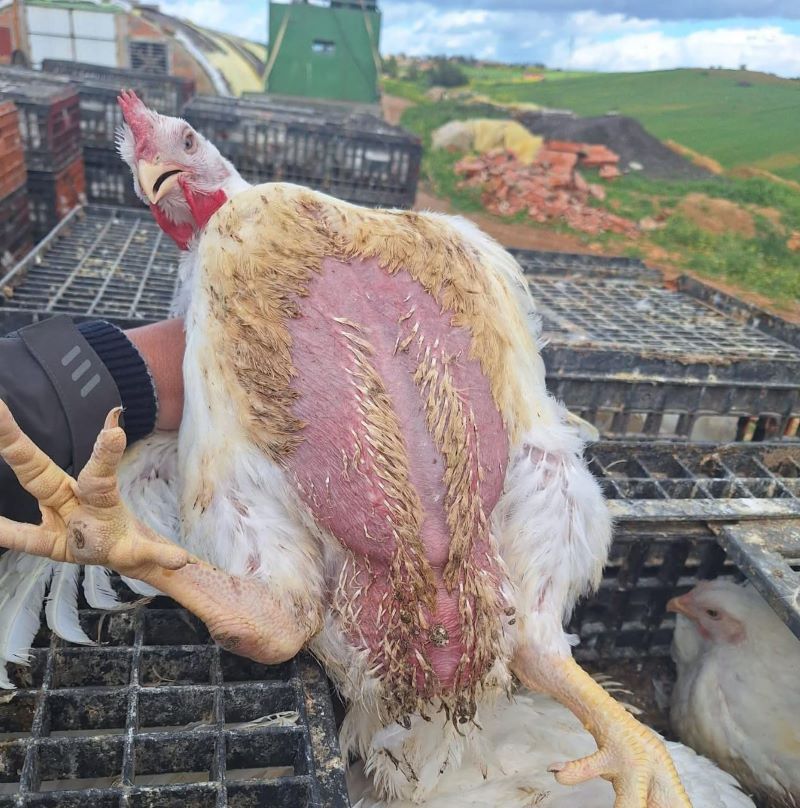 استقرار نسبي في أسعار الدواجن مع تباين في الأسواق