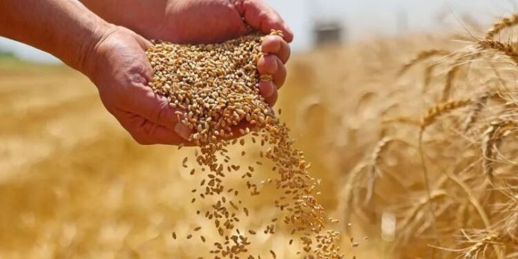 إنتاج القمح في مصر