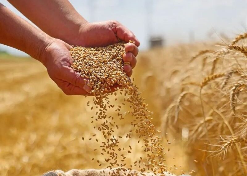 إنتاج القمح في مصر