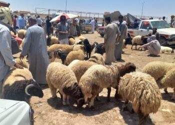 استقرار أسعار الأغنام والأبقار في الأسواق بعد انتهاء رمضان