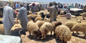 استقرار أسعار الأغنام والأبقار في الأسواق بعد انتهاء رمضان