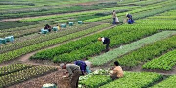 التوسع في زراعة المحاصيل الاستراتيجية بمحافظة الوادي الجديد 