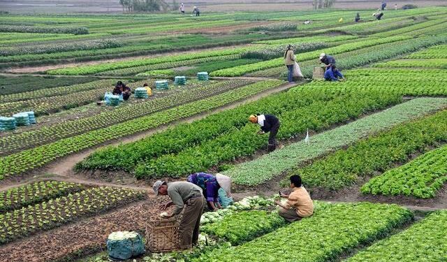 التوسع في زراعة المحاصيل الاستراتيجية بمحافظة الوادي الجديد 