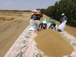 زراعة القمح بمياه ري تصل ملوحتها إلى 8 آلاف جزء فى المليون